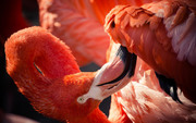 Фламинго / Flamingos 6bb9ae1352754840