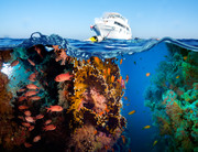Тропические рыбы и коралловый риф / Tropical Fish and Coral Reef 1d7e481322864759