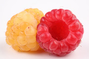 Спелые ягоды / Ripe berries  3202b21352779668