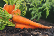 Свежая морковь на земле / Fresh carrots on land plot E38e181337917061