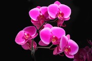 Очарование орхидей / The charm of orchids  D128a51352684913