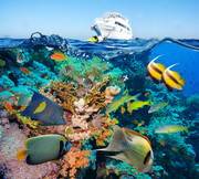 Тропические рыбы и коралловый риф / Tropical Fish and Coral Reef Bb21161322864796