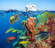 Тропические рыбы и коралловый риф / Tropical Fish and Coral Reef 0b395a1322864794