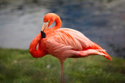 Фламинго / Flamingos Db76461352754798