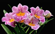 Очарование орхидей / The charm of orchids  C24fd41352685016