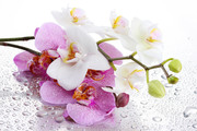 Очарование орхидей / The charm of orchids  Fc74841352685032
