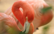 Фламинго / Flamingos 7eb1f41352754848