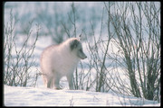 Песец / Arctic fox 6a8e3d1352688501