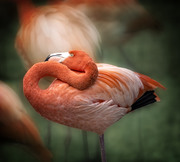 Фламинго / Flamingos E3ce9d1352754819