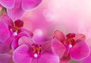 Очарование орхидей / The charm of orchids  75e0d11352684950