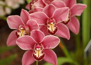 Очарование орхидей / The charm of orchids  Dd4e931352684948