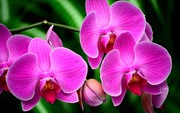 Очарование орхидей / The charm of orchids  6b12461352684946