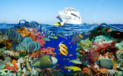 Тропические рыбы и коралловый риф / Tropical Fish and Coral Reef B8606a1322864804