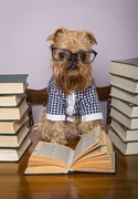 Серьёзная собака читает книги / Serious dog reads books 5133e91352908901