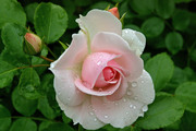 Красивые розы / Beautiful roses B717c51352907594