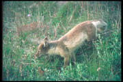 Песец / Arctic fox 78e7cf1352688472