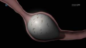 Jajko: cud natury / Attenborough’s Wonder of Eggs (2018)