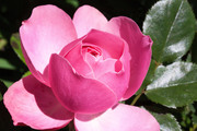 Красивые розы / Beautiful roses 58a6fc1352907548