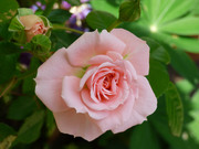 Красивые розы / Beautiful roses 6610811352907518