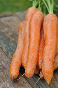 Свежая морковь на земле / Fresh carrots on land plot 55209d1337917048
