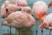 Фламинго / Flamingos 894b8a1352754853