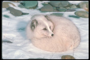 Песец / Arctic fox 12aafe1352688467
