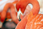 Фламинго / Flamingos A1bb0e1352754804