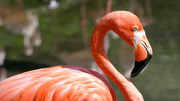 Фламинго / Flamingos F7bcd11352754874