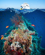 Тропические рыбы и коралловый риф / Tropical Fish and Coral Reef Fe3d021322864788