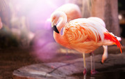 Фламинго / Flamingos 92f46d1352754834