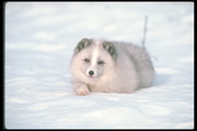 Песец / Arctic fox 600fab1352688435