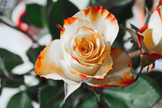 Красивые розы / Beautiful roses 50d96f1352907544