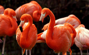 Фламинго / Flamingos 8c5a421352754860