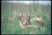 Песец / Arctic fox 63d6611352688461