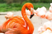 Фламинго / Flamingos 9b47051352754793