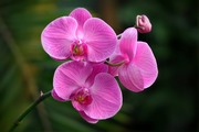 Очарование орхидей / The charm of orchids  Ec3aaf1352685052