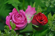 Красивые розы / Beautiful roses E5793f1352907629
