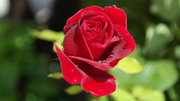 Красивые розы / Beautiful roses 5e8b631352907554