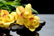 Очарование орхидей / The charm of orchids  7add421352685023