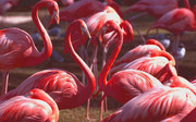 Фламинго / Flamingos E163561352754864