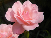 Красивые розы / Beautiful roses 2d341a1352907584