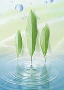 Вода, воздух и зелень / Water, Air and Greenery 63bf9b1322863079