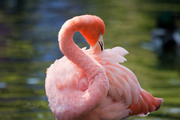 Фламинго / Flamingos 498e8c1352754829