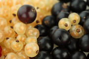 Спелые ягоды / Ripe berries  Ed7ac61352779694