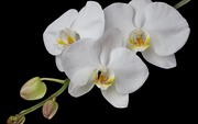 Очарование орхидей / The charm of orchids  336e331352685066