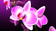 Очарование орхидей / The charm of orchids  Eb23a51352684943
