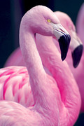 Фламинго / Flamingos F086441352754817