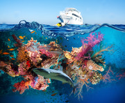 Тропические рыбы и коралловый риф / Tropical Fish and Coral Reef Fd60601322864785