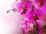 Очарование орхидей / The charm of orchids  1345e21352684957