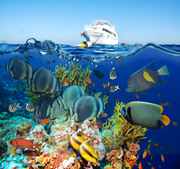 Тропические рыбы и коралловый риф / Tropical Fish and Coral Reef Eca7a31322864753